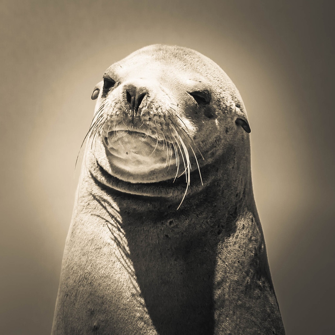 seal portrait whiskers free photo
