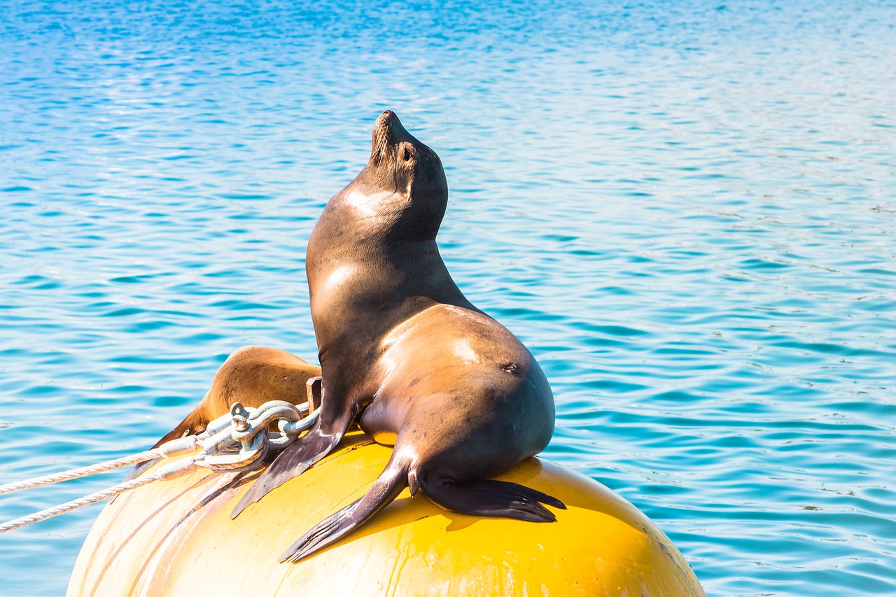 seal ocean animal free photo
