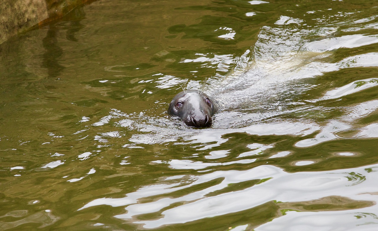seal swim aquatic animals free photo
