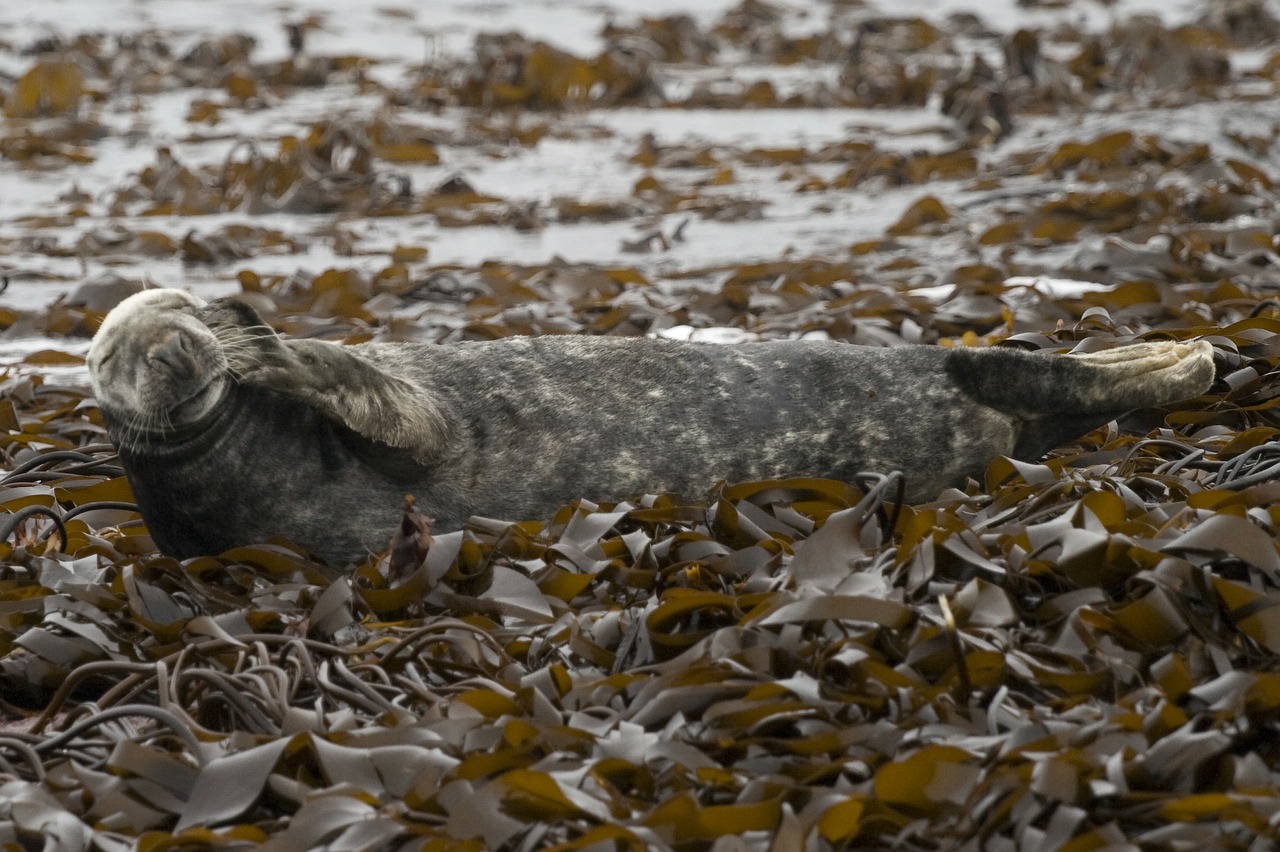 seal animal mammal free photo