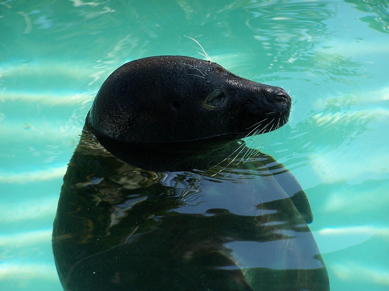 seal aquarium nature free photo