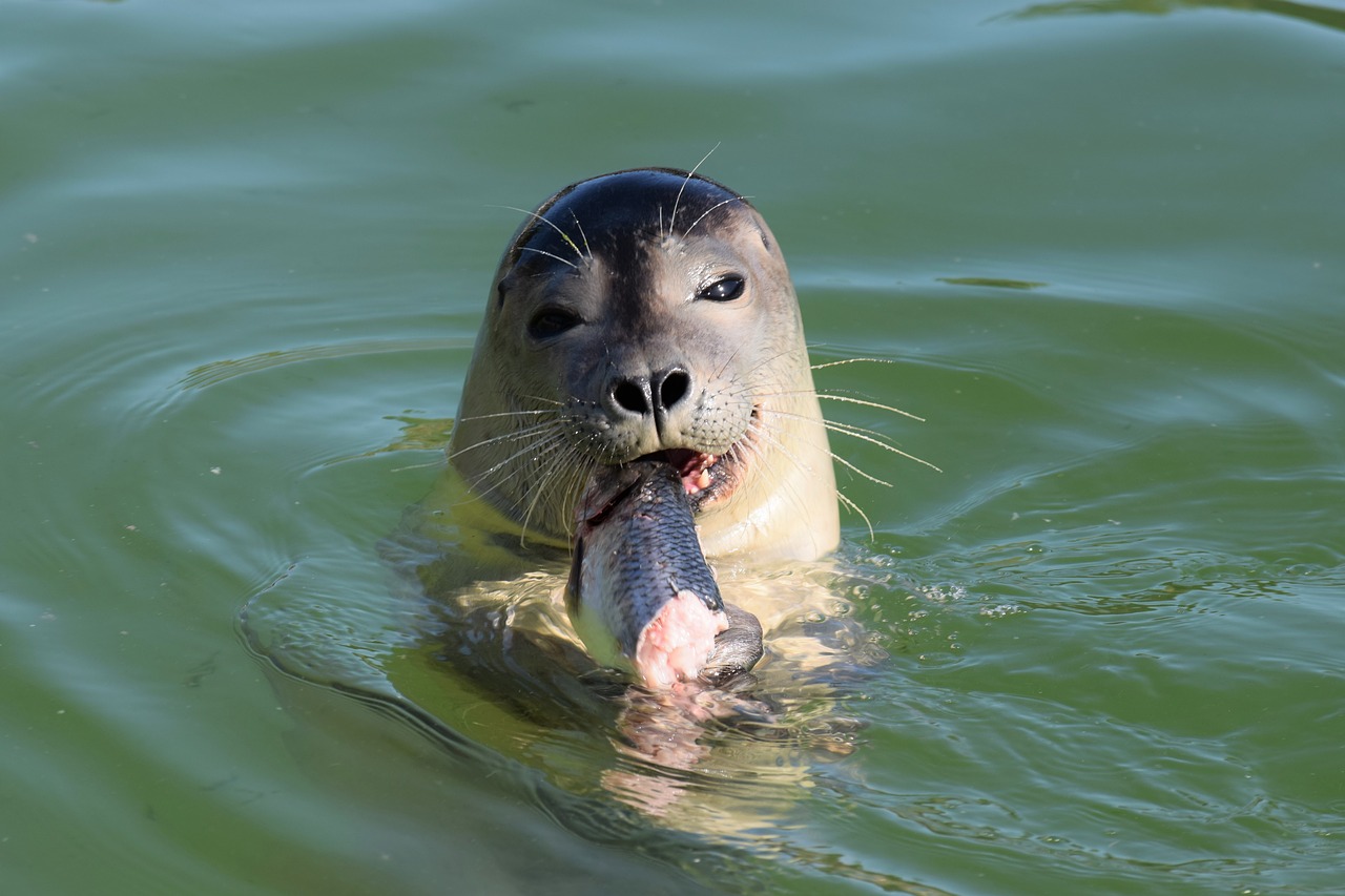 seal eating snack free photo