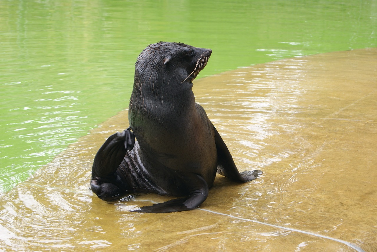 seal dog water free photo