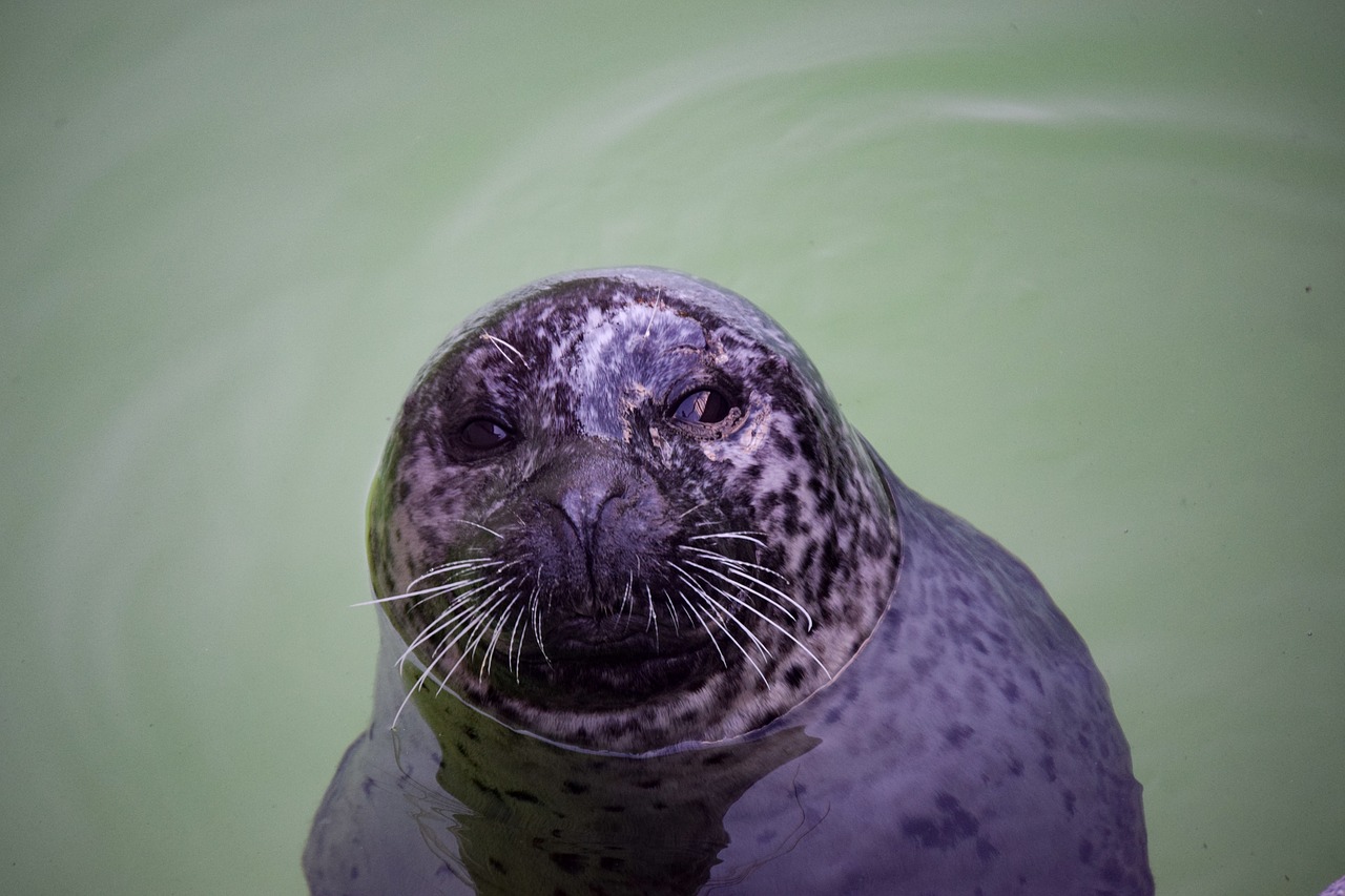 seal water zoo free photo