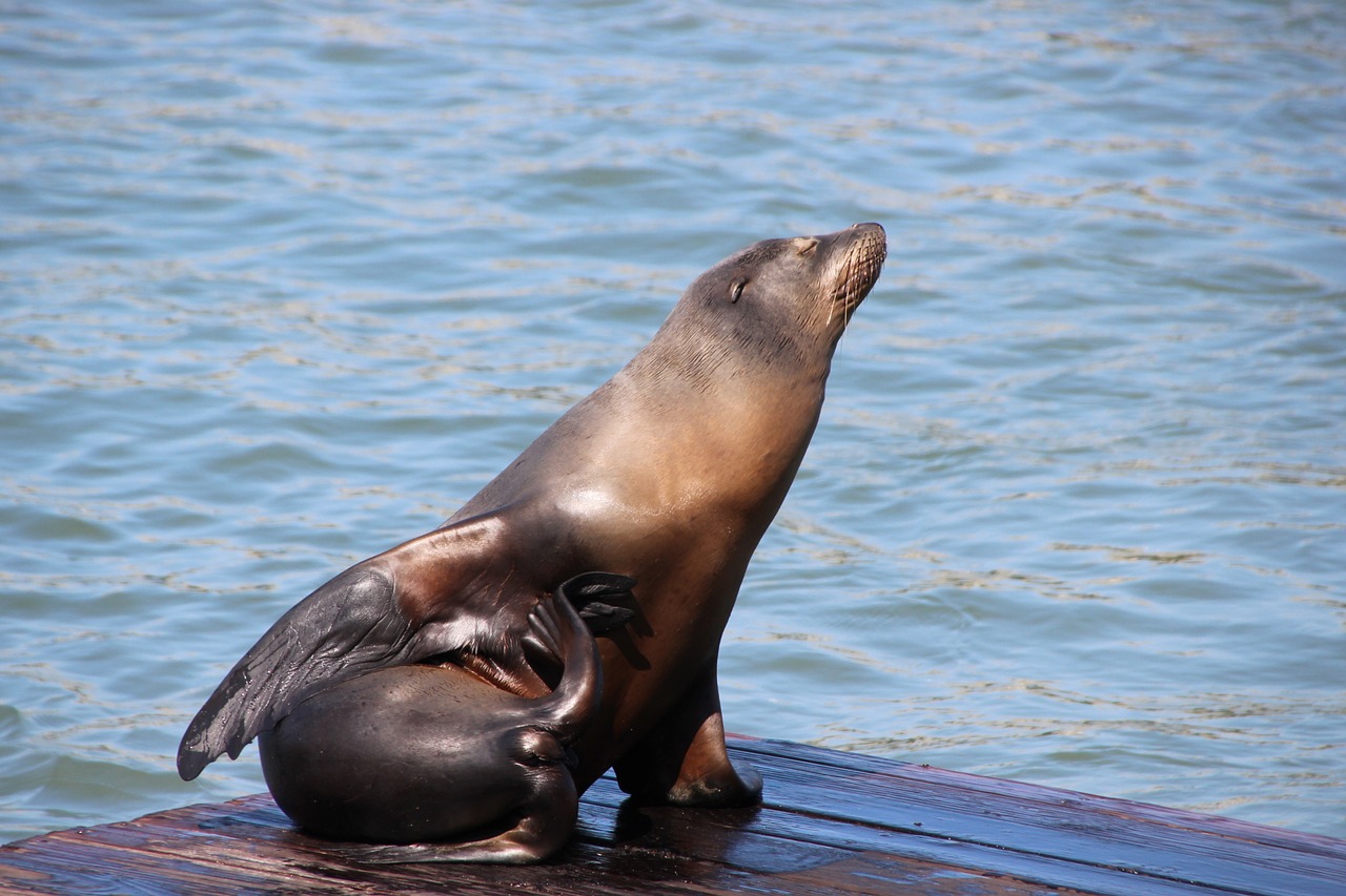 seal animal ocean free photo