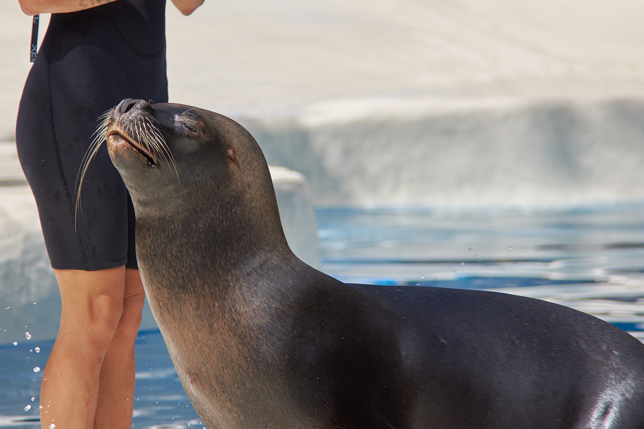 seal woman swim free photo