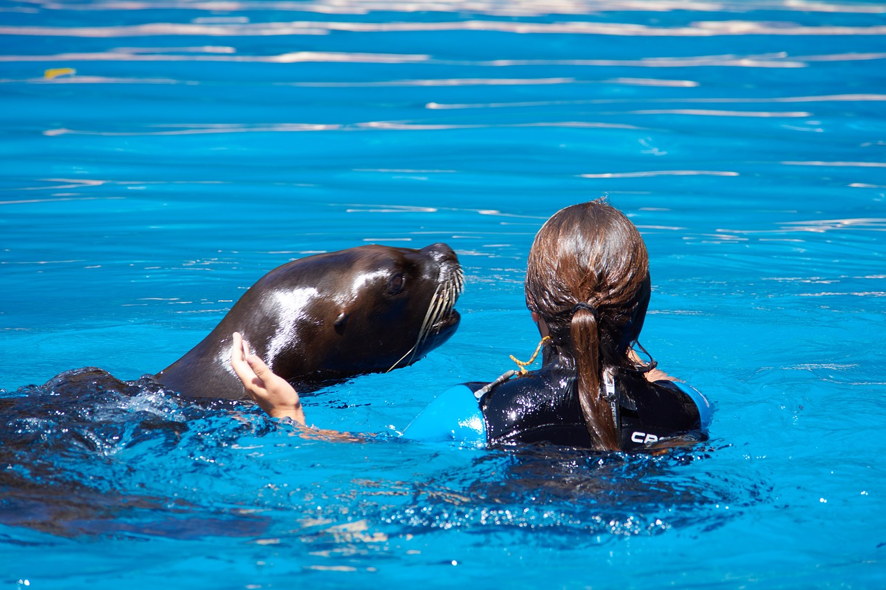 seal woman swim free photo