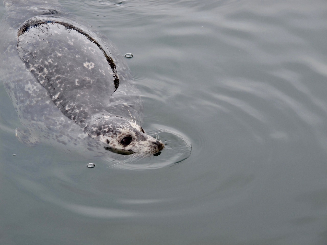 seal water mammal free photo