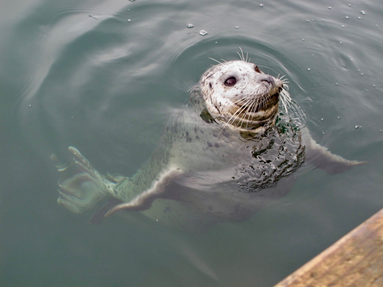 seal marine ocean free photo