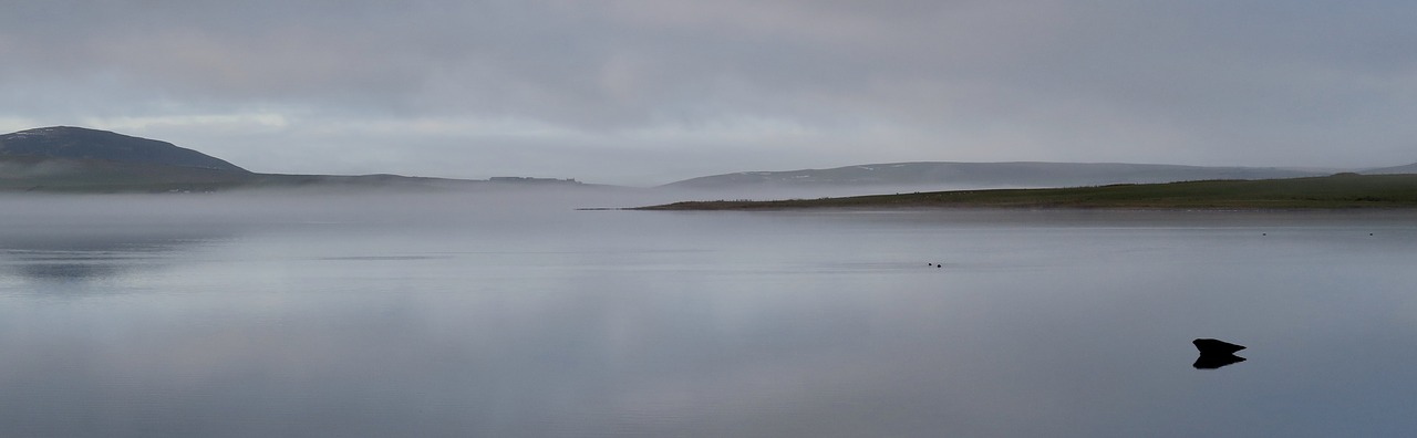 seal water mist free photo