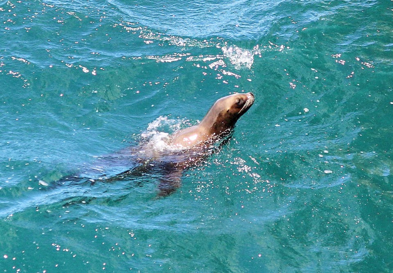 seal animals sea free photo