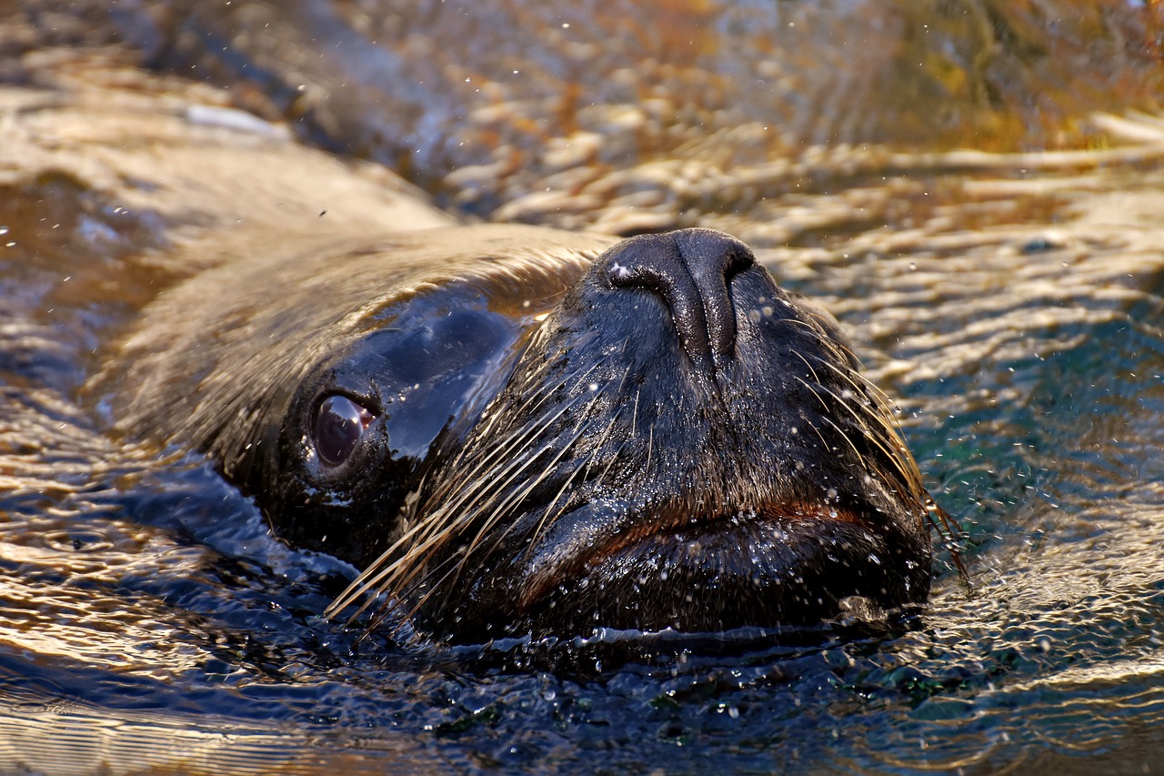 seal sea lion swim free photo
