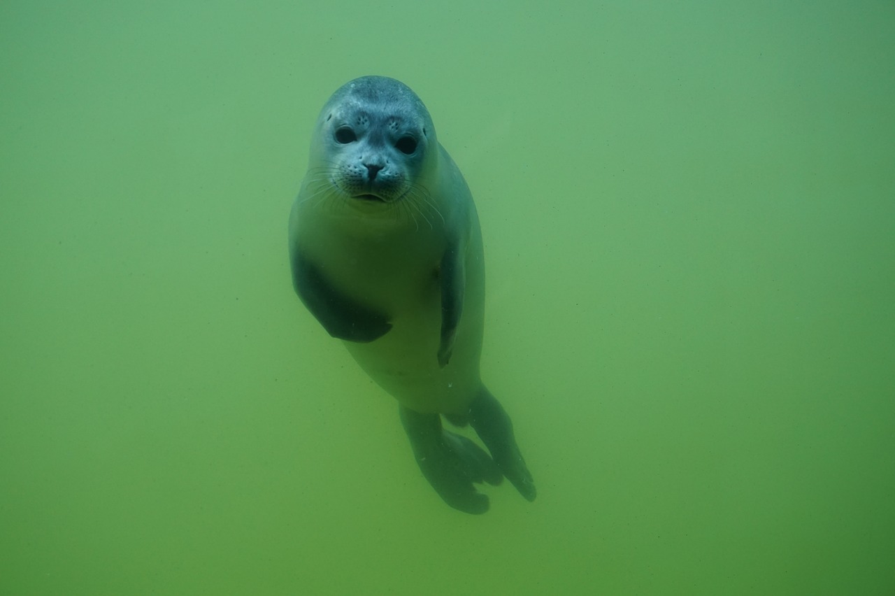 seal sea animal free photo