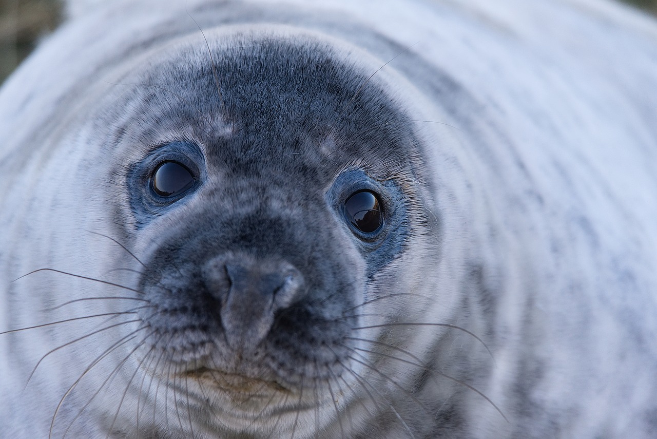 seal grey seal wild free photo