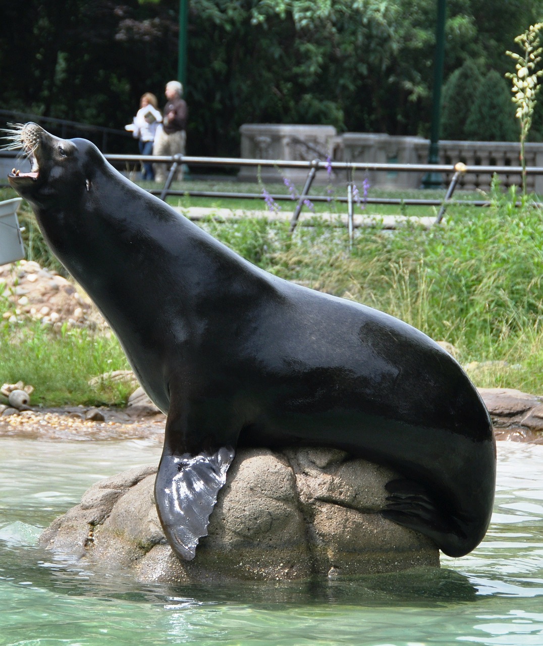 seal zoo marine free photo