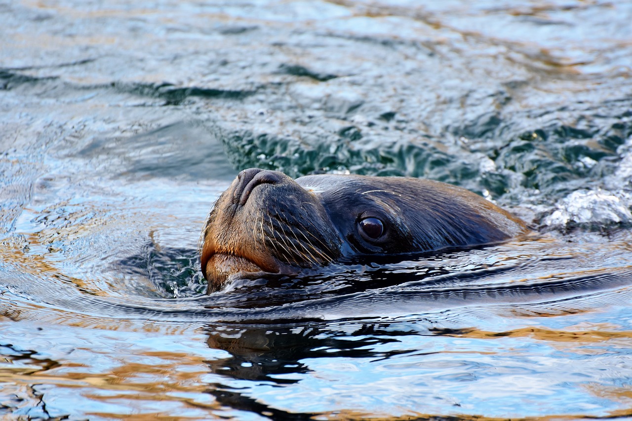 seal sea lion robbe free photo