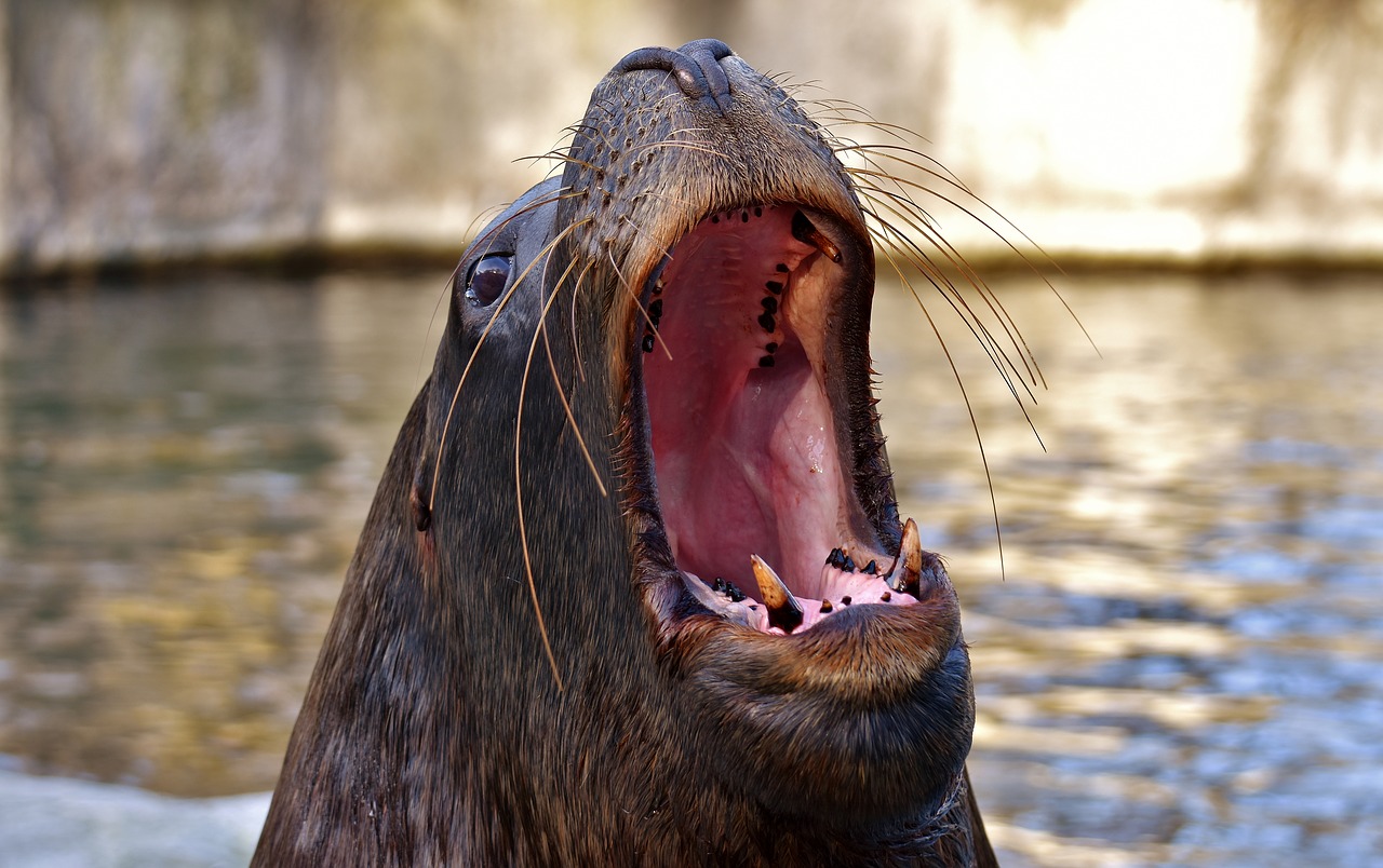 seal sea lion swim free photo