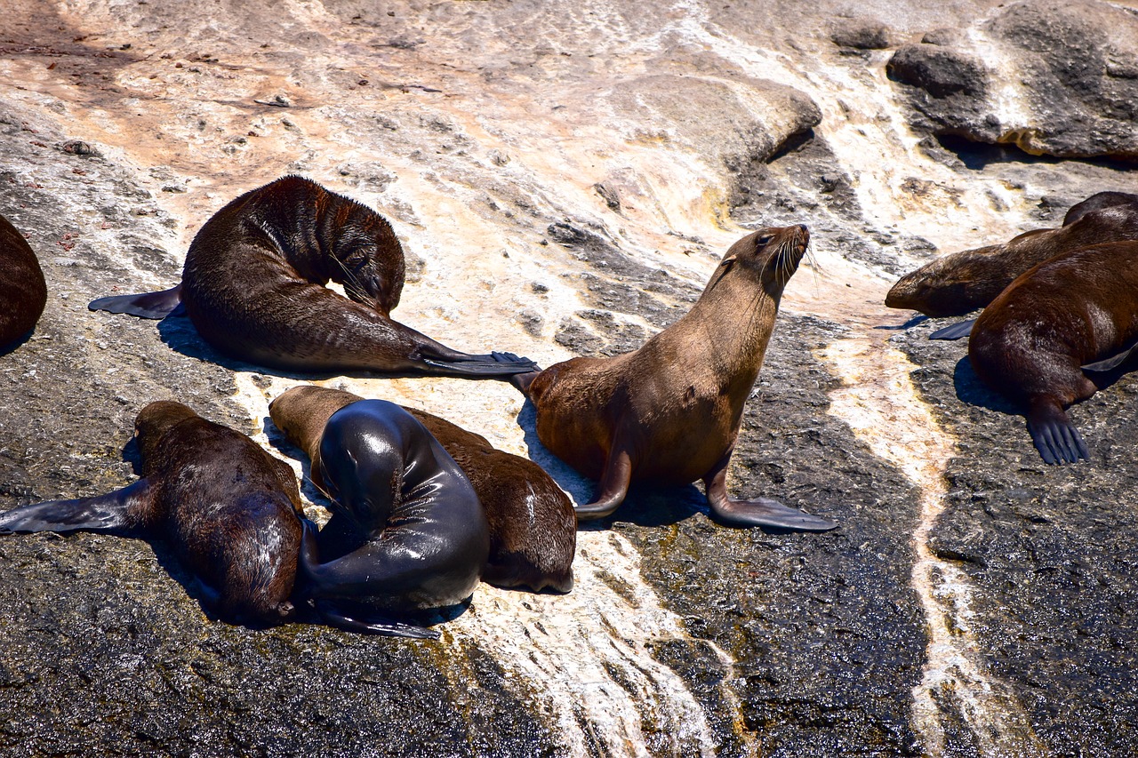 seal hout bay seal island free photo