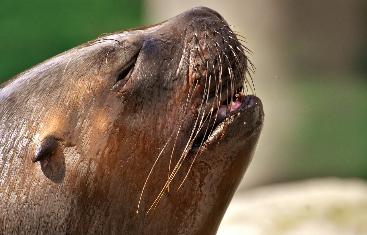 seal  sea lion  sleep free photo