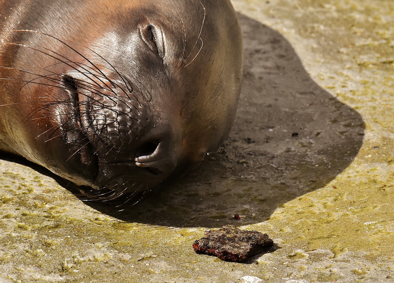 seal  sea lion  sleep free photo