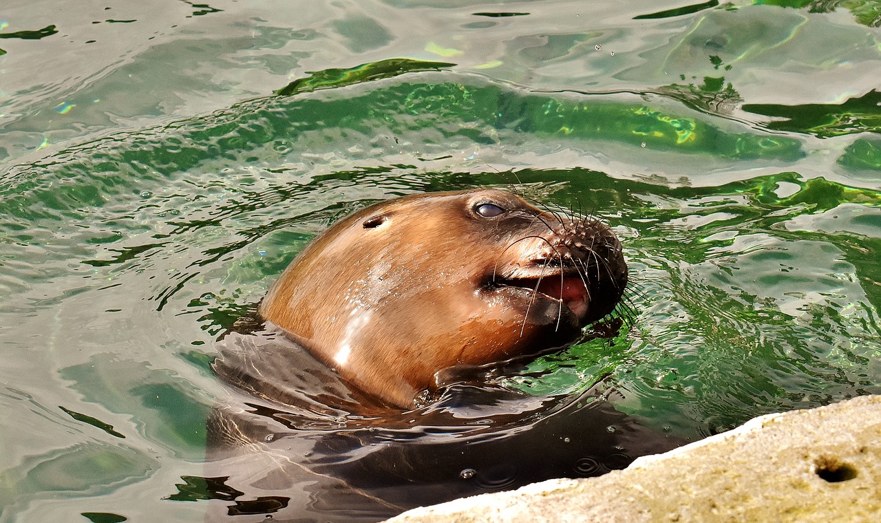 seal  sea lion  sleep free photo