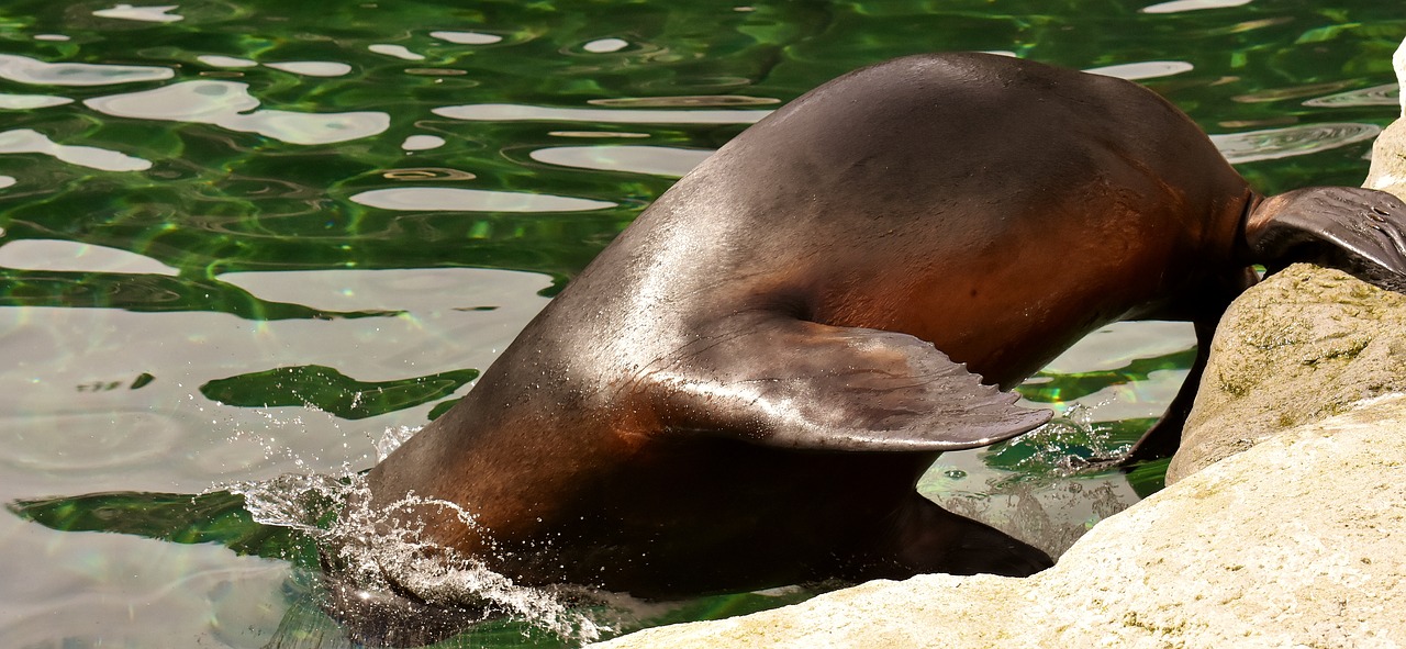 seal  sea lion  water free photo