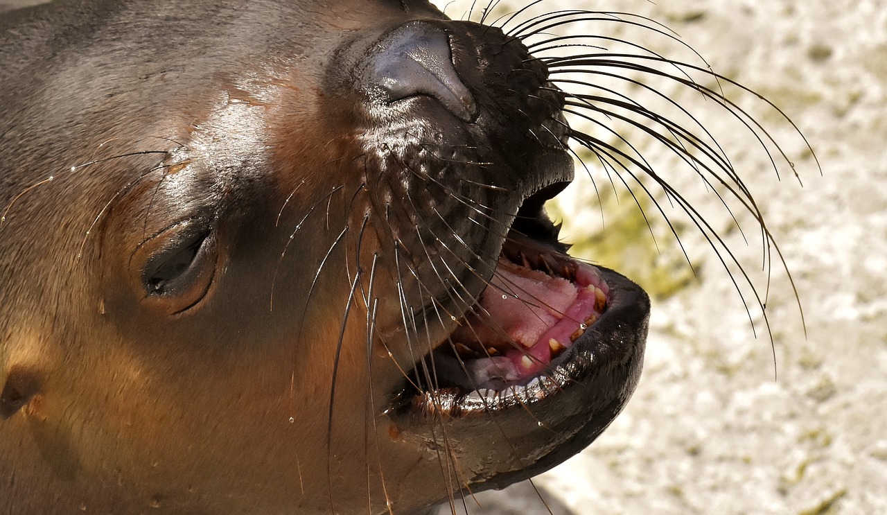 seal  sea lion  water free photo