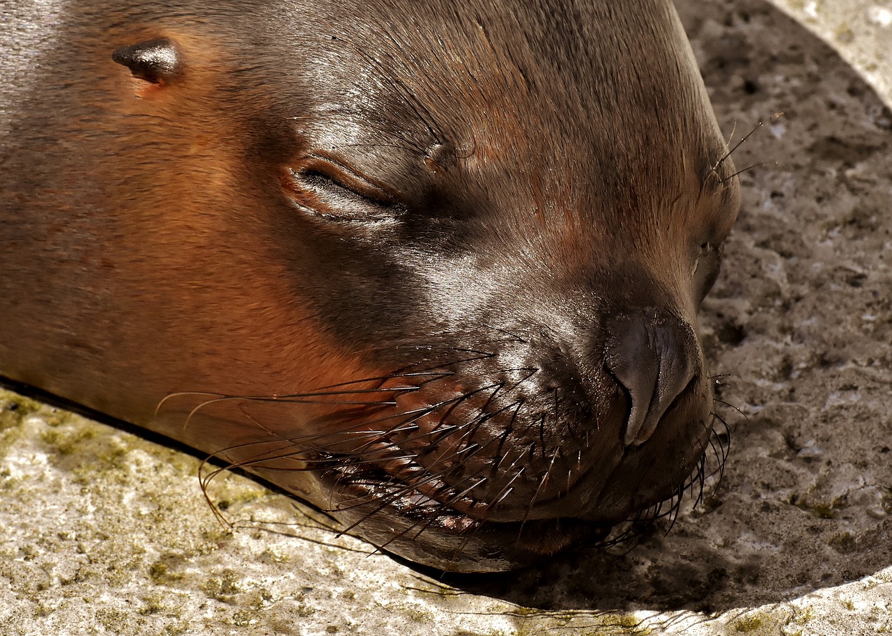 seal  sea lion  water free photo