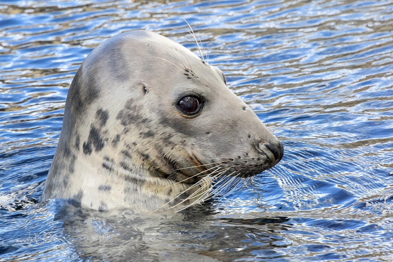 seal  water  head free photo