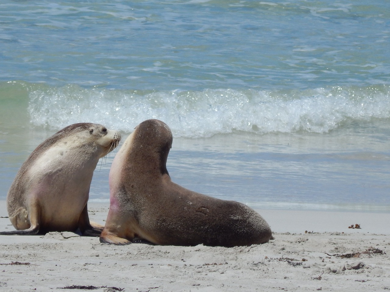 seal  beach  w free photo