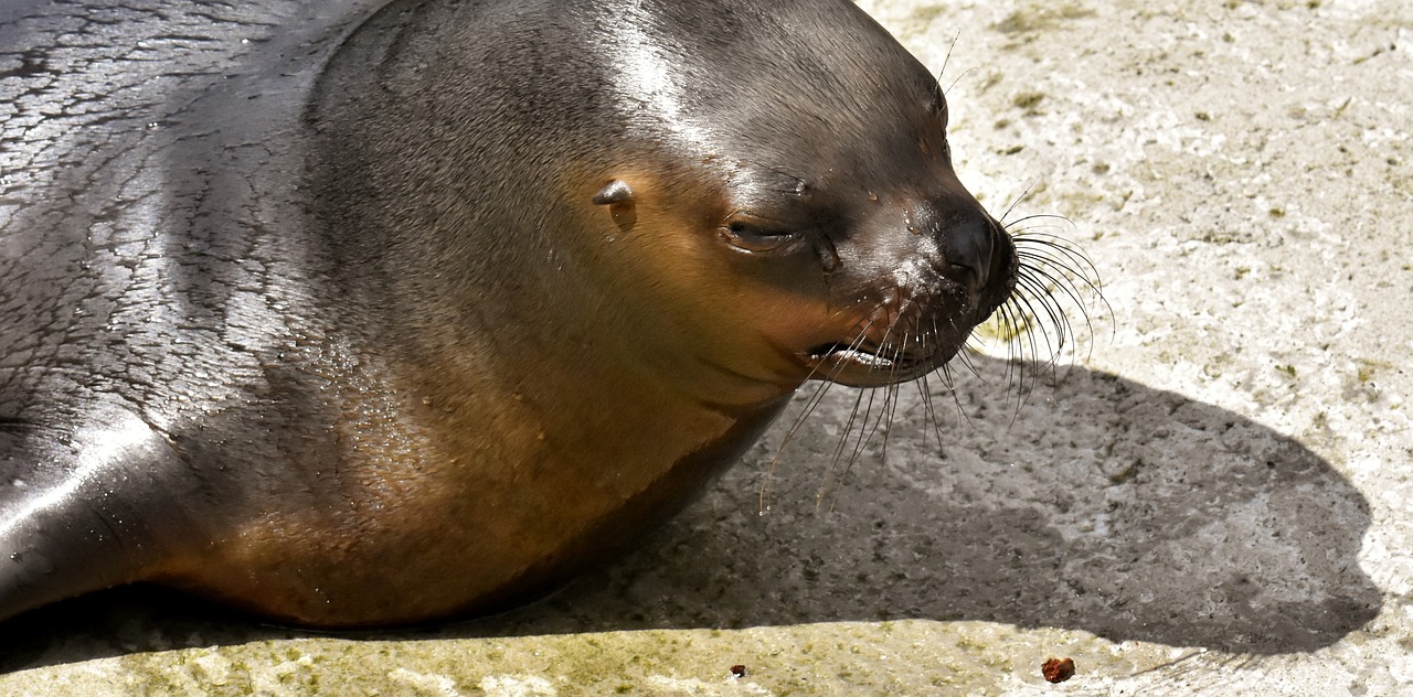seal  sea lion  eat free photo