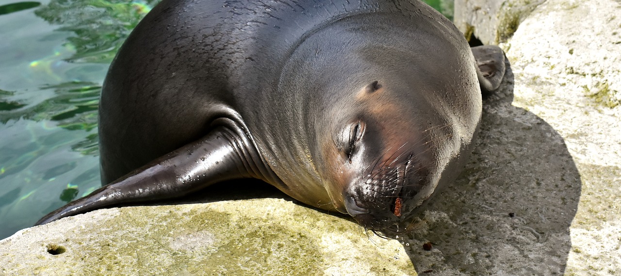 seal  sea lion  eat free photo