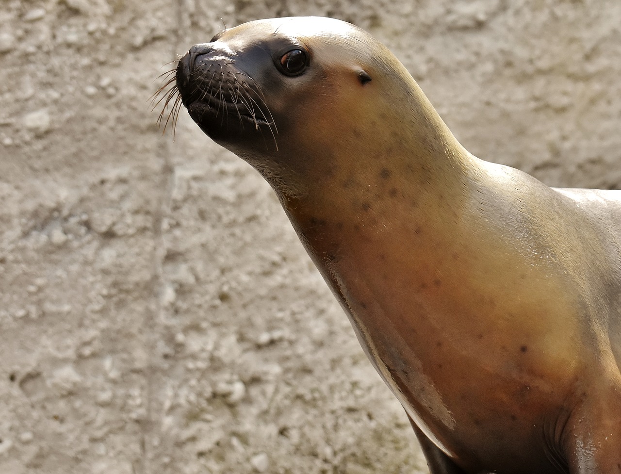 seal  sea lion  swim free photo