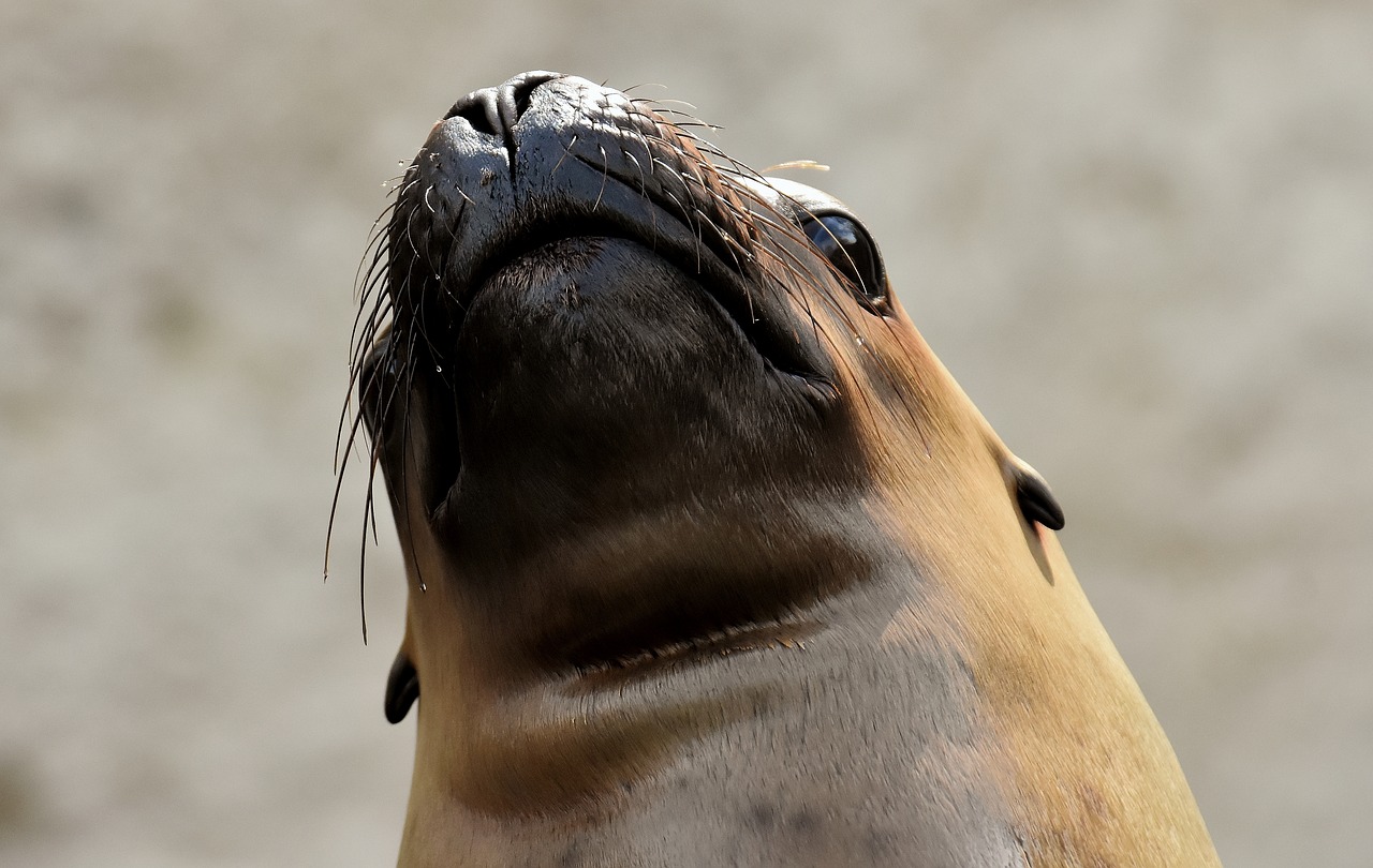 seal  sea lion  swim free photo