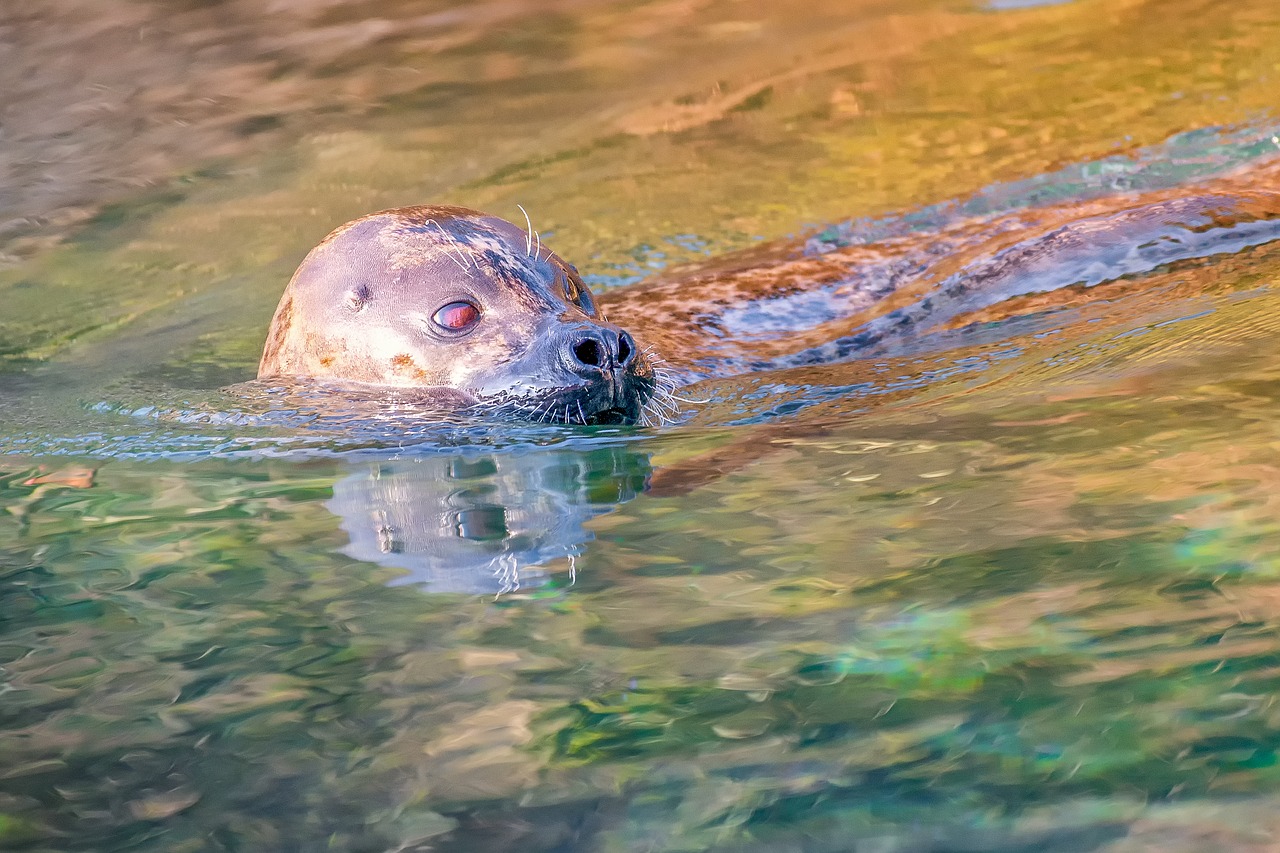 seal  animal  nature free photo