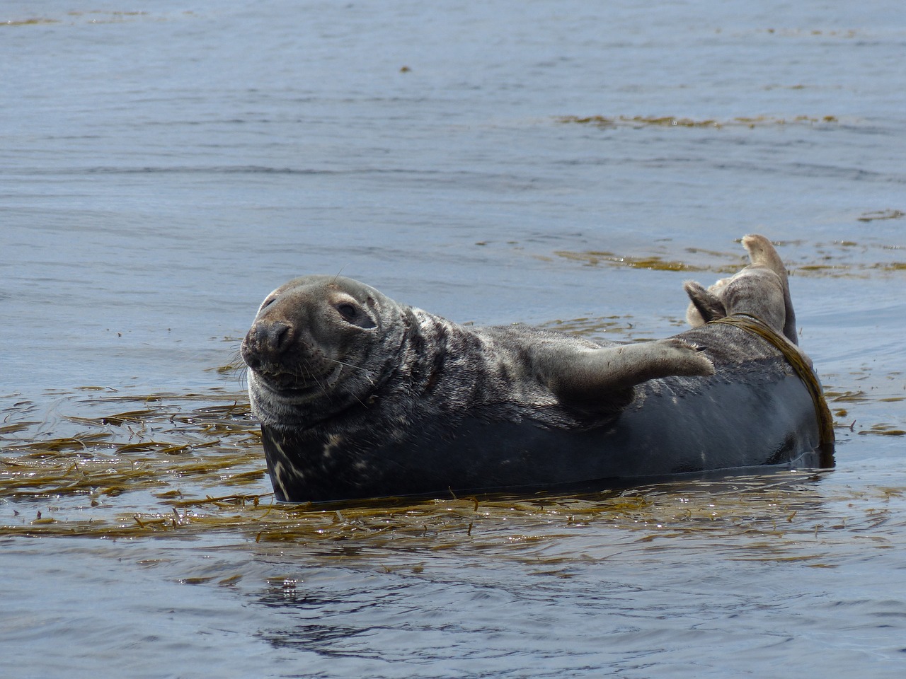 seal  wild animal  marine animal free photo
