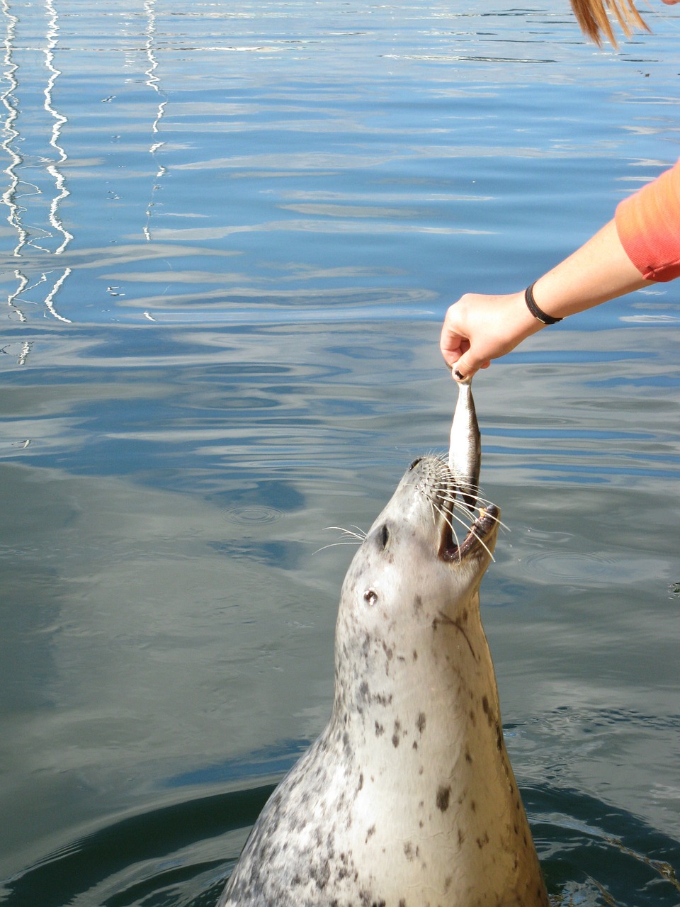 seal feeding animal free photo