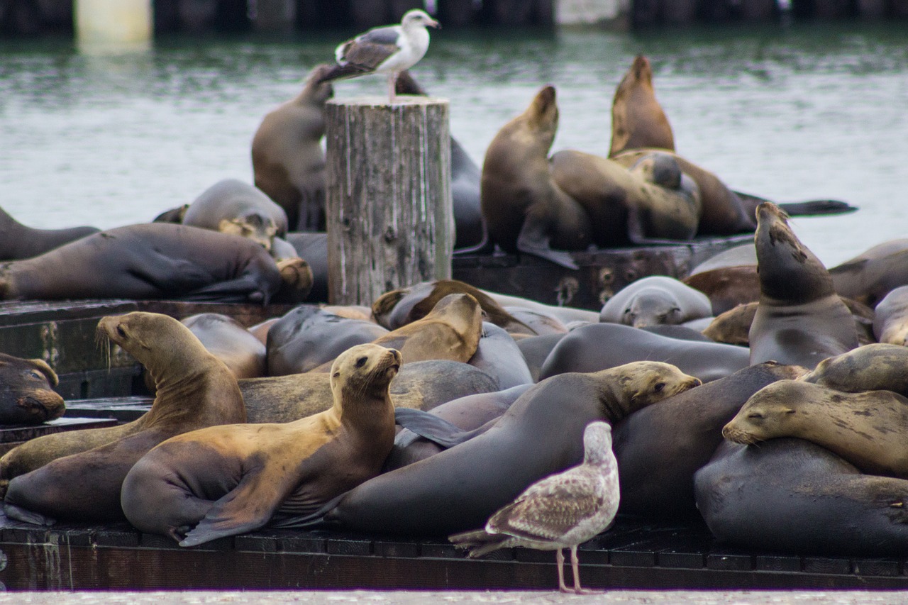 seal  coast  mammal free photo