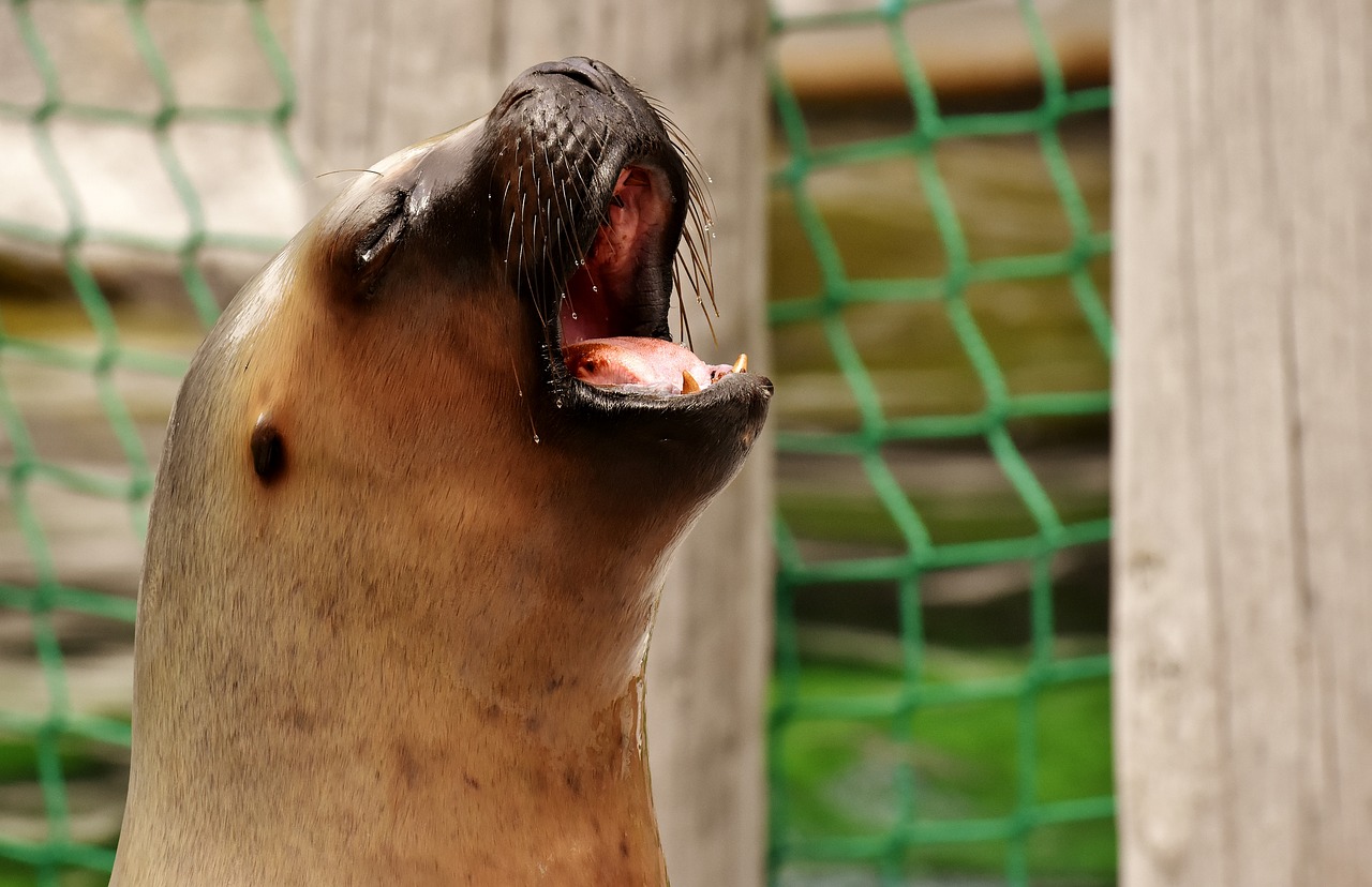 seal  sea lion  swim free photo