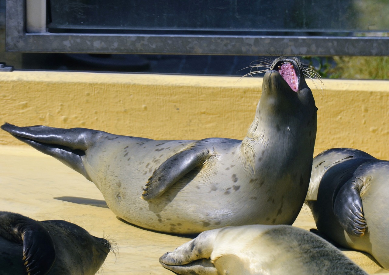 seal  howler  water free photo