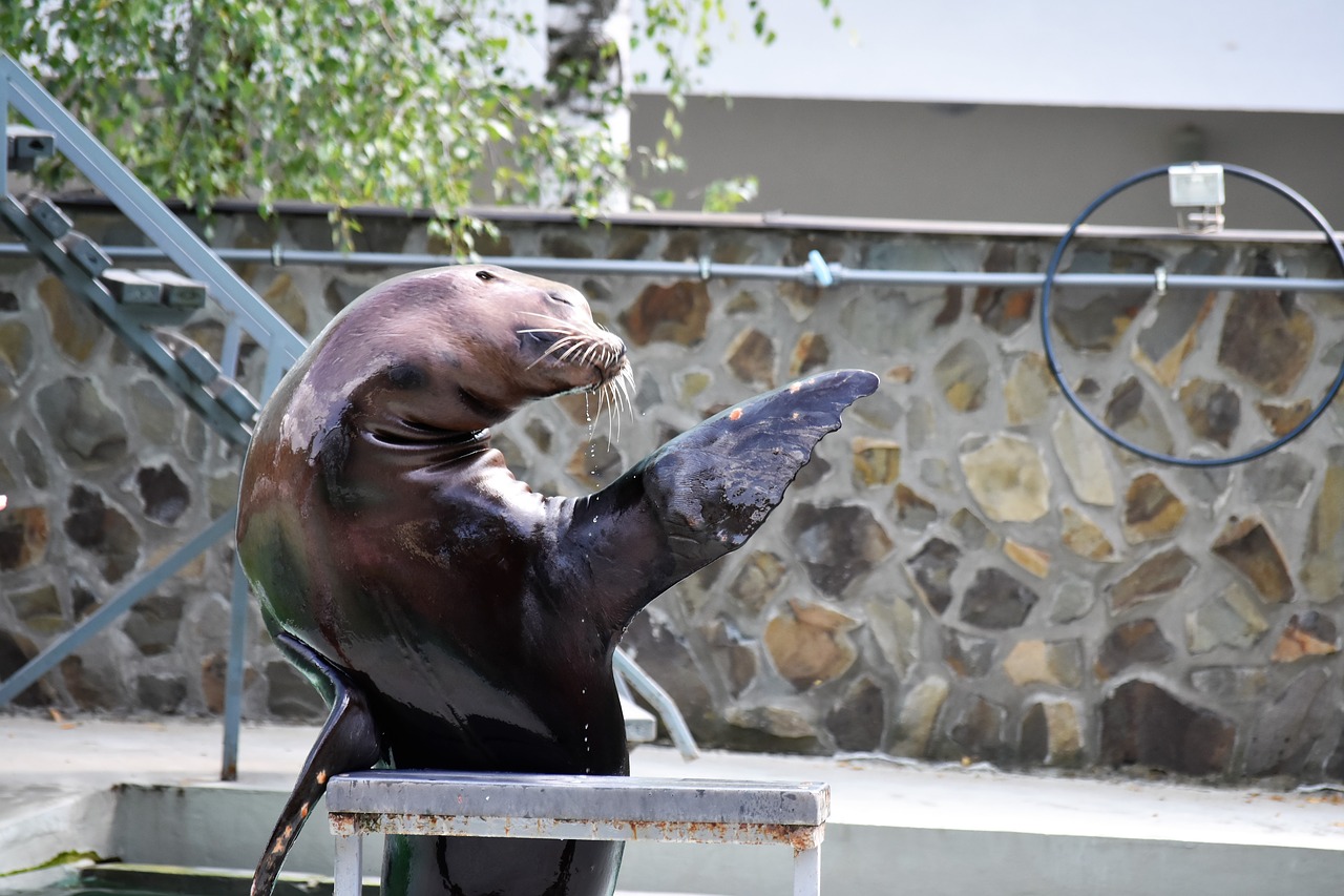 seal  zoo  aquarium free photo