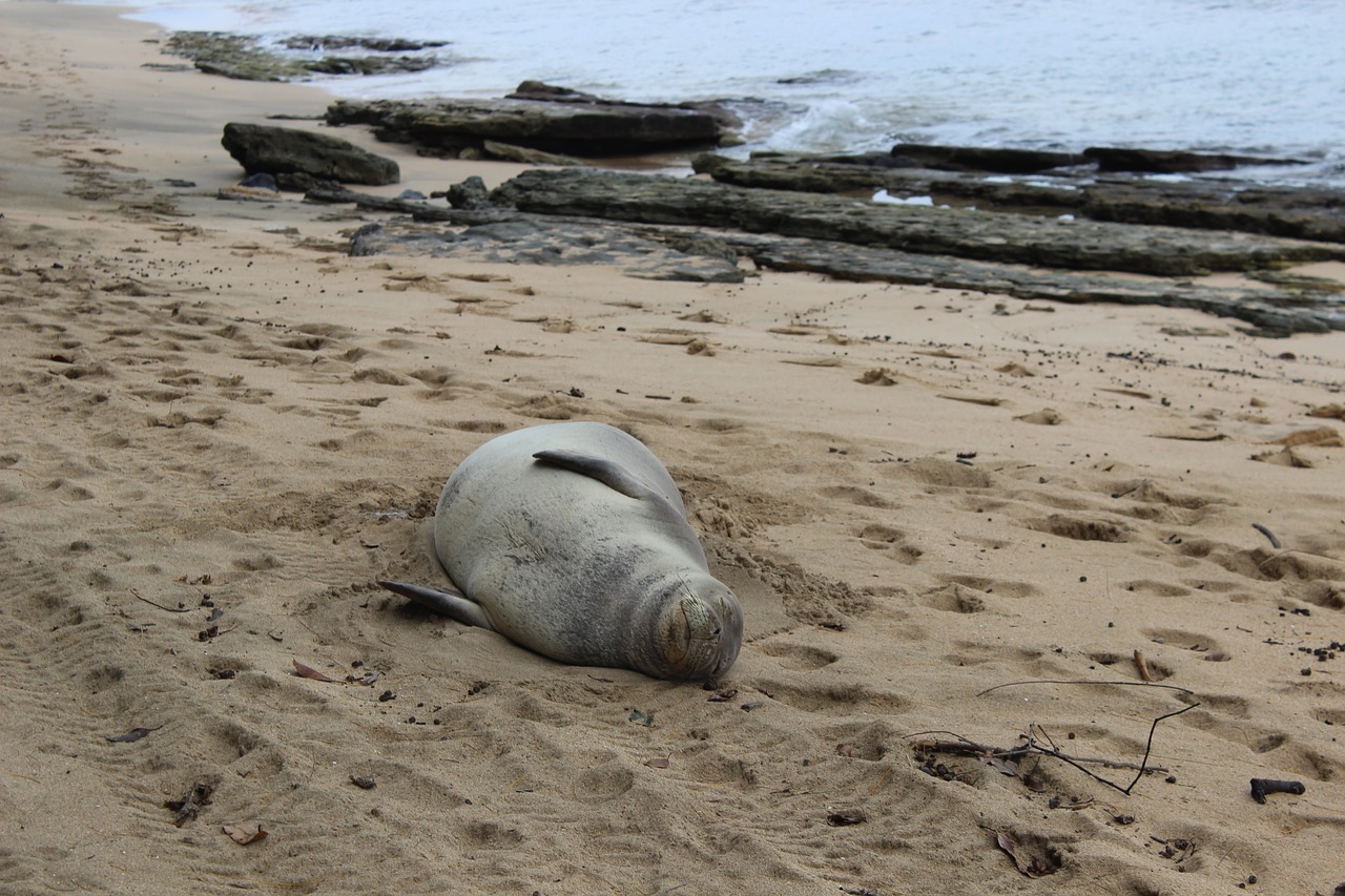 seal  monk  beached free photo