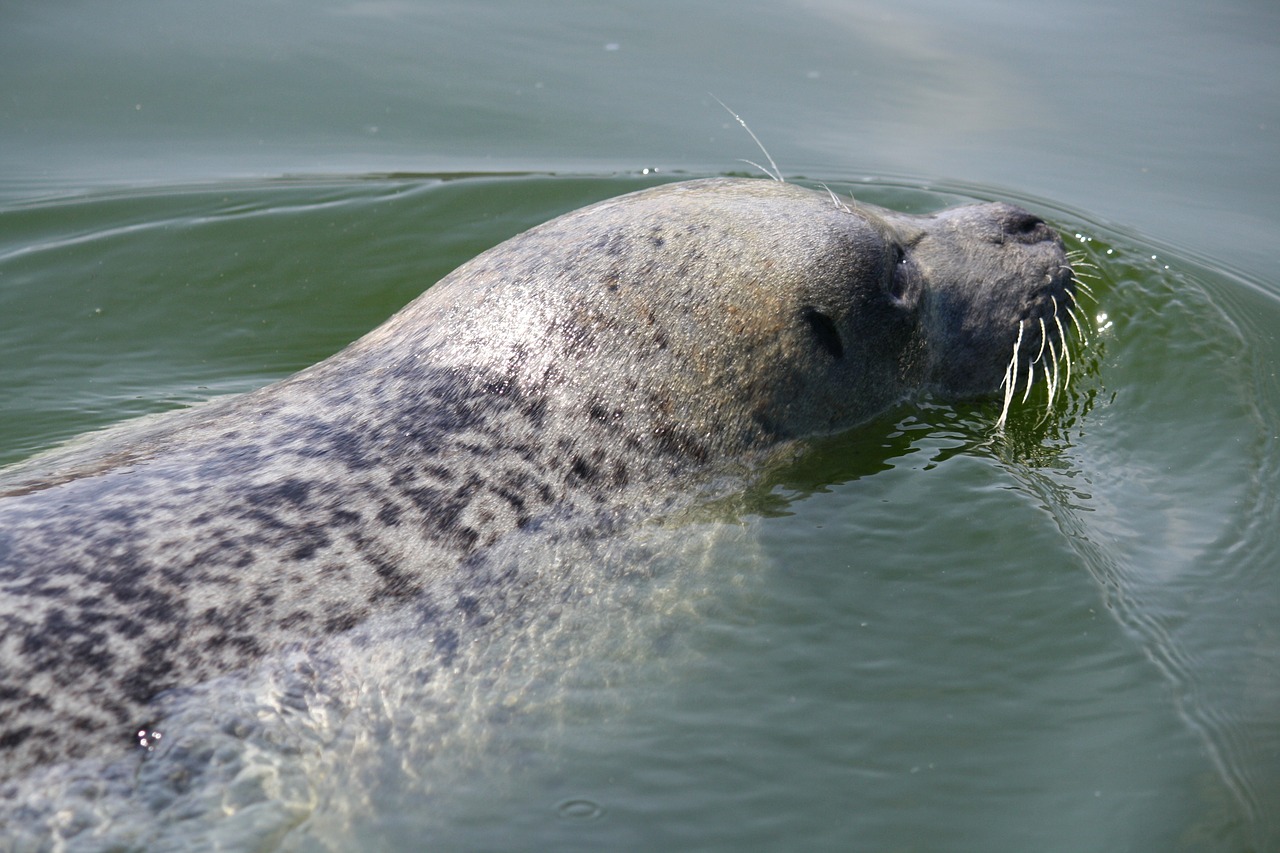 seal water zeehondencreche free photo