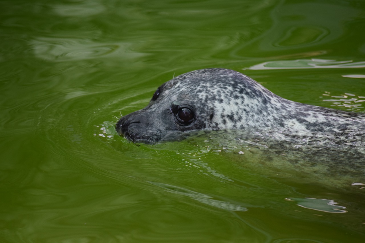 seal  mammal  animal free photo