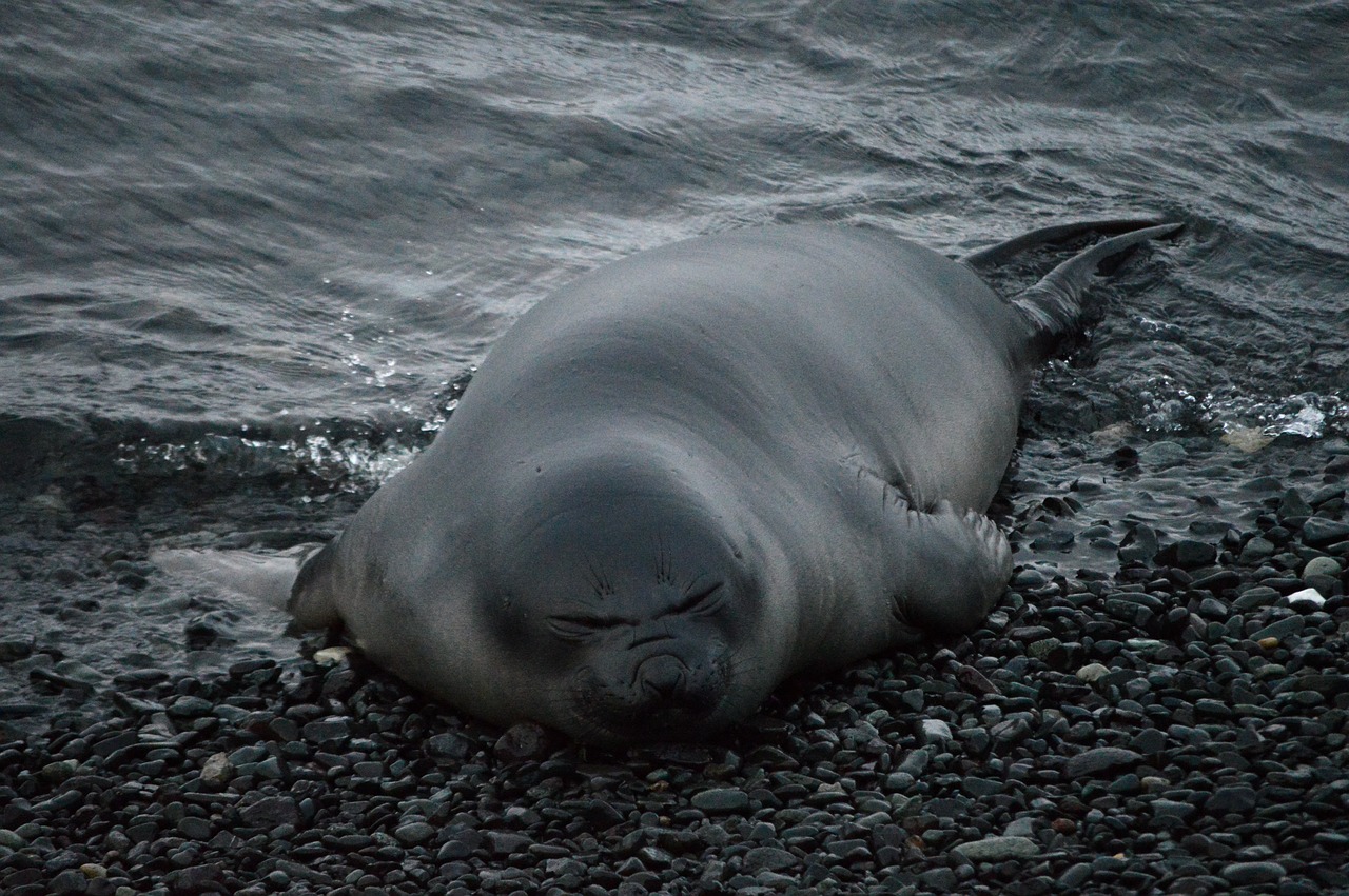 seal  sleeping  resting free photo