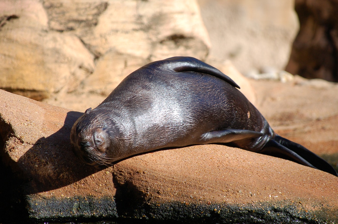 seal  pup  mammal free photo