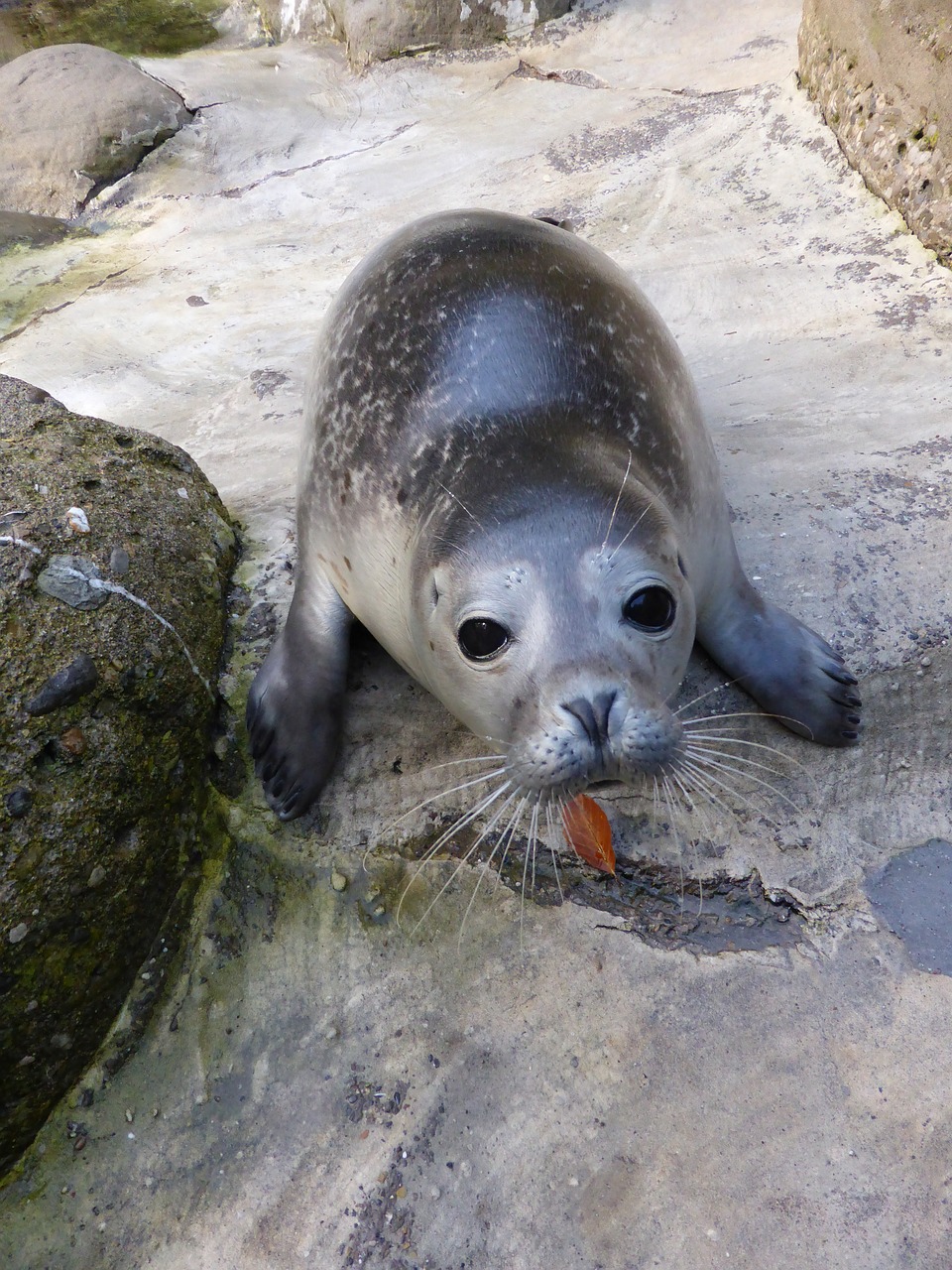 seal animal fish free photo