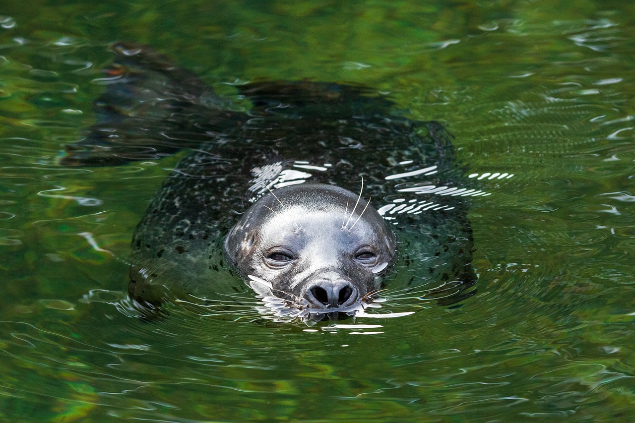 seal  swim  robbe free photo