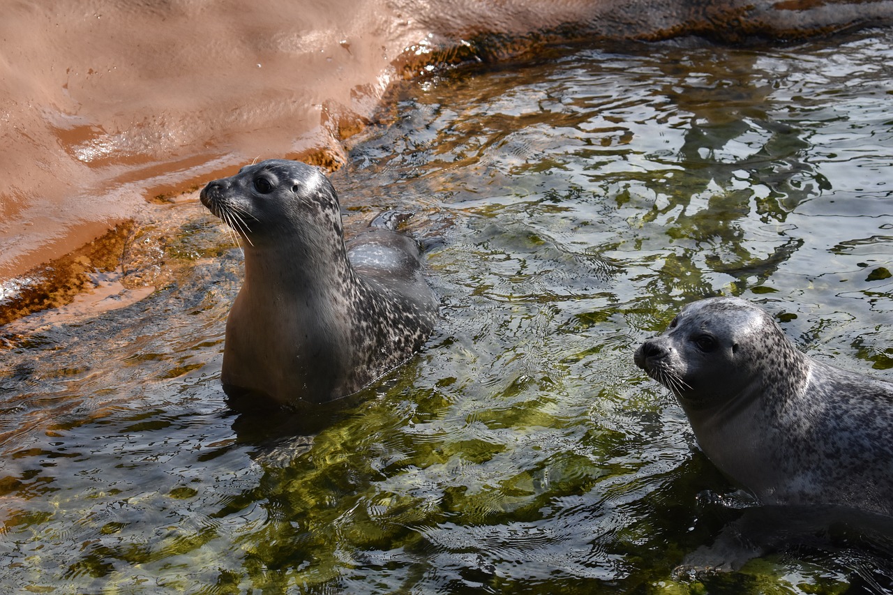 seal  zoo  water free photo