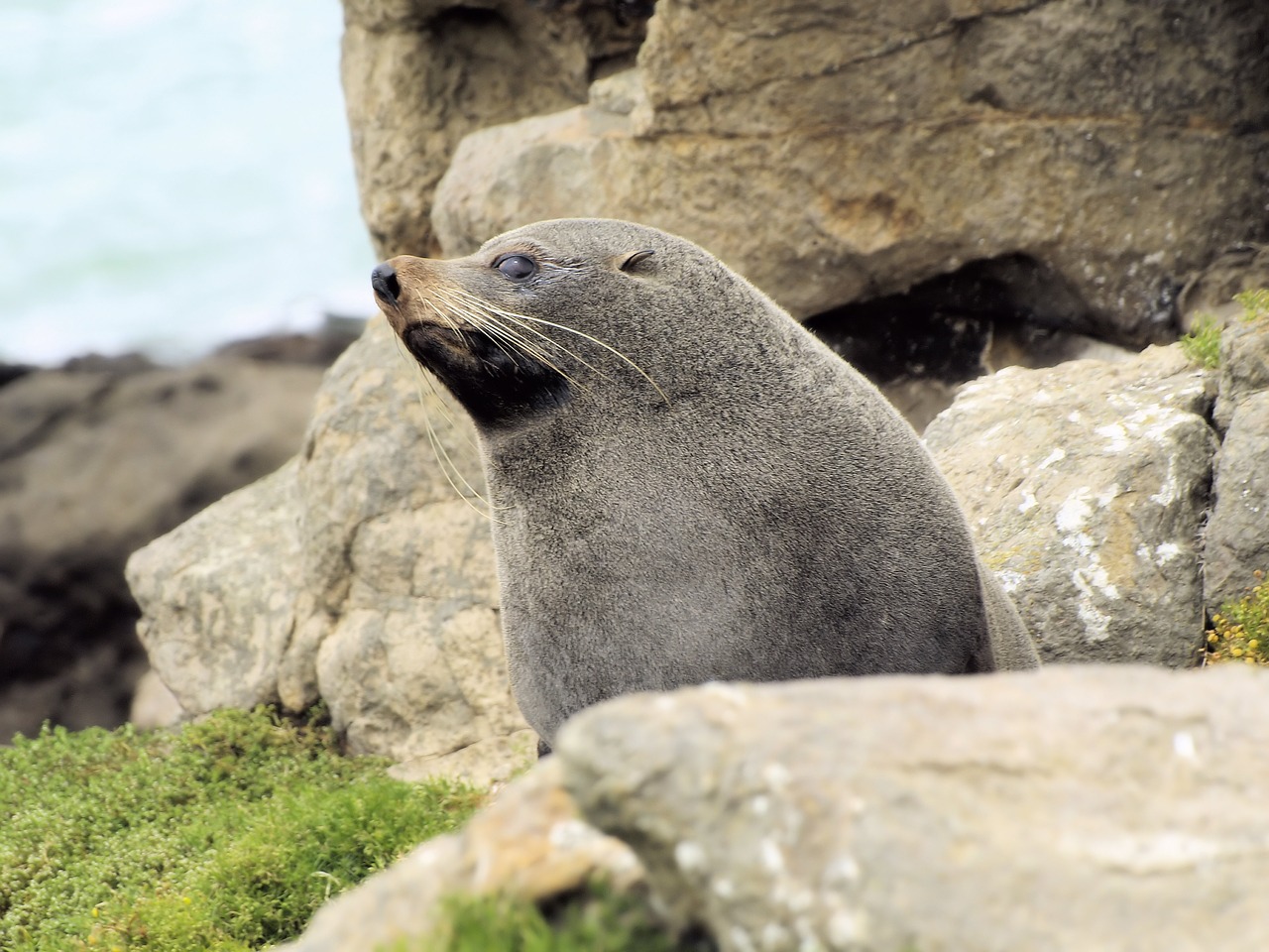 seal  rocks  mammal free photo